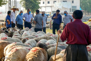 بازار فروش دام در آستانه عید قربان - رشت