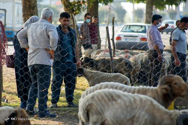بازار فروش دام در آستانه عید قربان - رشت