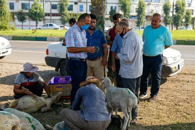 بازار فروش دام در آستانه عید قربان - رشت