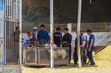 بازار فروش دام در آستانه عید قربان - اصفهان