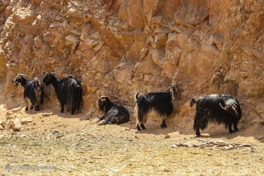 بازار فروش دام در آستانه عید قربان - اصفهان