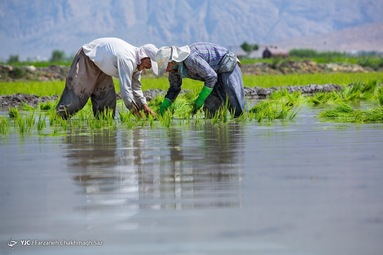 کشت برنج به بهای خشکسالی
