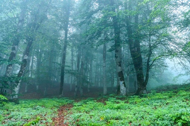 زندگی در خنکای کوهستان