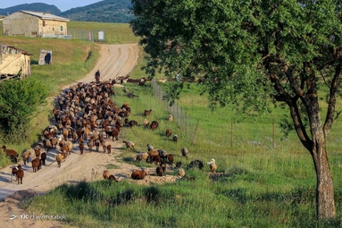 زندگی در خنکای کوهستان