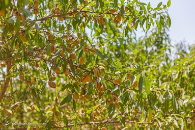 برداشت بادام - شهرستان سامان
