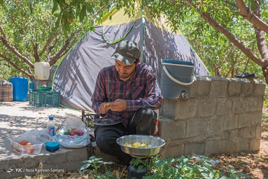 برداشت بادام - شهرستان سامان