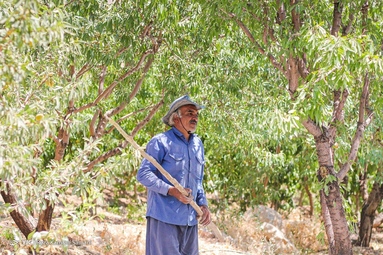 برداشت بادام - شهرستان سامان