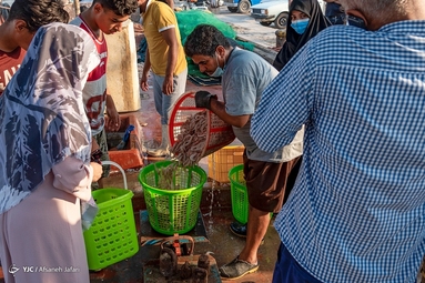 بازار میگو بوشهر