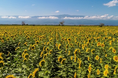 مزرعه گل‌های آفتابگردان - گلستان