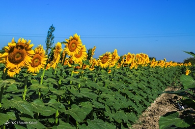 مزرعه گل‌های آفتابگردان - گلستان