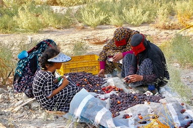 برداشت رطب از نخلستان‌های جنوب - بندرعباس