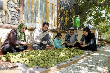 آغاز برداشت گردو از باغات دهاقان