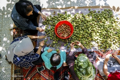 آغاز برداشت گردو از باغات دهاقان