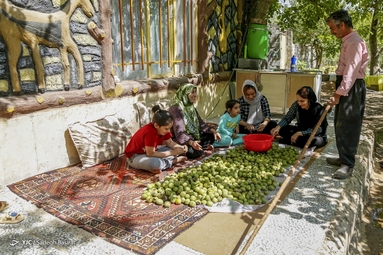 آغاز برداشت گردو از باغات دهاقان