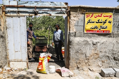 آغاز برداشت گردو از باغات دهاقان