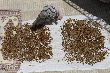 آغاز برداشت گردو از باغات دهاقان