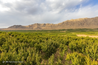 برداشت هلو - سامان