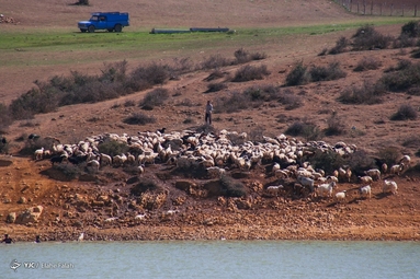 پشم‌چینی گوسفندان - رودبار