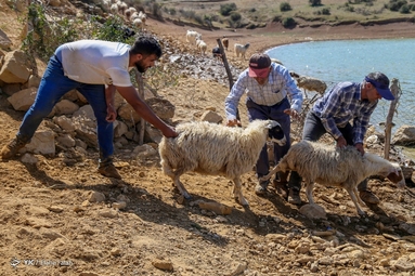 پشم‌چینی گوسفندان - رودبار