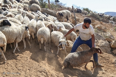 پشم‌چینی گوسفندان - رودبار