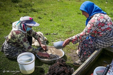 پشم‌چینی گوسفندان - رودبار