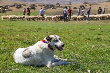 پشم‌چینی گوسفندان - رودبار