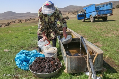 پشم‌چینی گوسفندان - رودبار