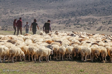 پشم‌چینی گوسفندان - رودبار