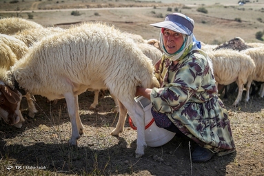 پشم‌چینی گوسفندان - رودبار
