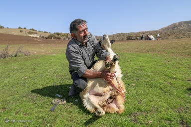 پشم‌چینی گوسفندان - رودبار