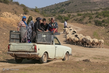 پشم‌چینی گوسفندان - رودبار