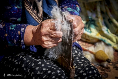 پشم‌چینی گوسفندان - رودبار
