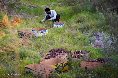 برداشت خرما از نخلستان های جنوب - بوشهر