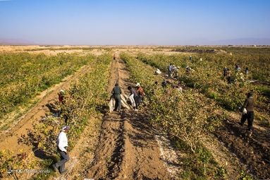 برداشت پسته - کرمان