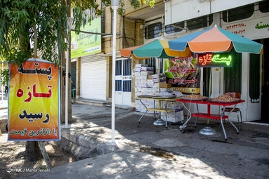 برداشت پسته - کرمان
