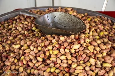 برداشت پسته - کرمان