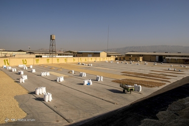 برداشت پسته - کرمان