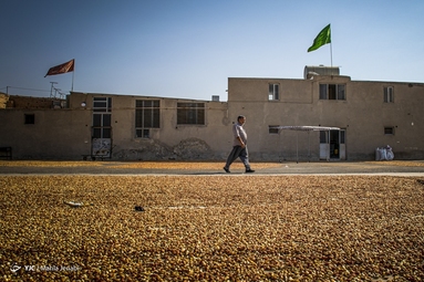 برداشت پسته - کرمان