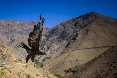 رهاسازی پرندگان شکاری - کرج