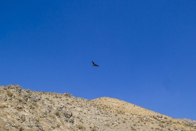 رهاسازی پرندگان شکاری - کرج