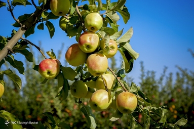 برداشت سیب زرد و قرمز - سمیرم