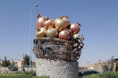 برداشت انار از باغات استان یزد