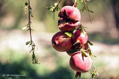 برداشت انار از باغات استان یزد