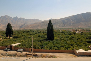 برداشت انار از باغات استان یزد