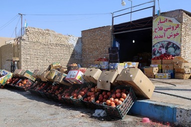 برداشت انار از باغات استان یزد