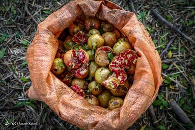 برداشت انار وحشی و تهیه رب انار به عنوان پر طرفدارترین چاشنی غذایی - انارستان‌های جنگلی گلستان