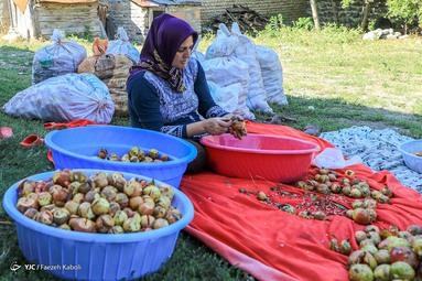 برداشت انار وحشی و تهیه رب انار به عنوان پر طرفدارترین چاشنی غذایی - انارستان‌های جنگلی گلستان