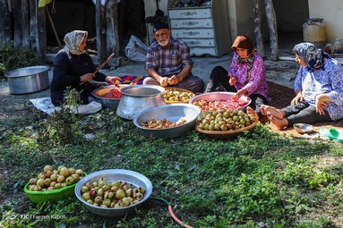 برداشت انار وحشی و تهیه رب انار به عنوان پر طرفدارترین چاشنی غذایی - انارستان‌های جنگلی گلستان