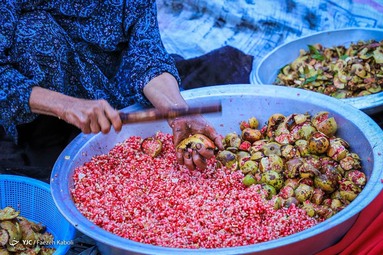 برداشت انار وحشی و تهیه رب انار به عنوان پر طرفدارترین چاشنی غذایی - انارستان‌های جنگلی گلستان