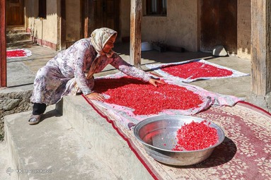 برداشت انار وحشی و تهیه رب انار به عنوان پر طرفدارترین چاشنی غذایی - انارستان‌های جنگلی گلستان